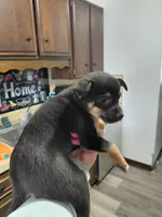 Pixie , a female Rat Terrier and Chihuahua for sale in Kutztown, PA – Photo 8 of 10