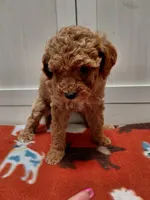 Marley, a female Miniature Goldendoodle for sale in Kutztown, PA – Photo 2 of 4