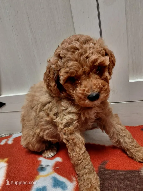 Marley – Miniature Goldendoodle puppy for sale in Kutztown, PA