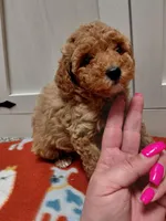 Marley, a female Miniature Goldendoodle for sale in Kutztown, PA – Photo 3 of 4