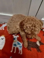 Marley, a female Miniature Goldendoodle for sale in Kutztown, PA – Photo 4 of 4