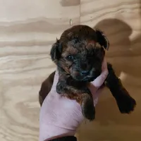 Bell, a female Bichpoo for sale in Kutztown, PA – Photo 1 of 4