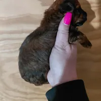 Bell, a female Bichpoo for sale in Kutztown, PA – Photo 2 of 4