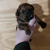 Bell, a female Bichpoo for sale in Kutztown, PA – Photo 3 of 4