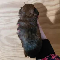 Bell, a female Bichpoo for sale in Kutztown, PA – Photo 4 of 4