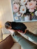Micky  t-cup , a male Yorkshire Terrier for sale in Fogelsville, PA – 4 of 7