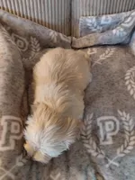 Pongo, a male Morkie for sale in Fogelsville, PA – 5 of 6