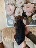 May t-cup , a female Yorkshire Terrier for sale in Fogelsville, PA – 7 of 7