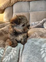 Pebbles, a female Morkie for sale in Fogelsville, PA – 5 of 5