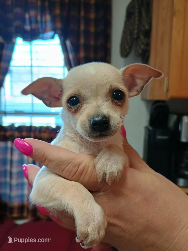 Charlie t-cup – Chihuahua puppy for sale in Kutztown, PA