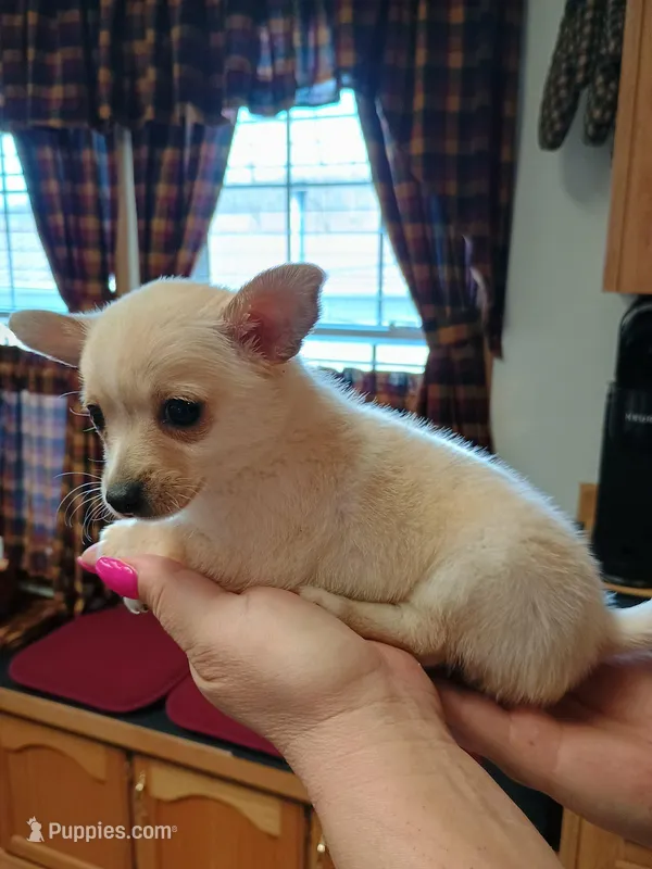  teddy t-cup – Chihuahua puppy for sale in Kutztown, PA
