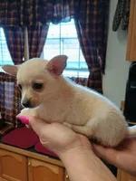  teddy sm-toy semi long-haired. , a male Chihuahua for sale in Kutztown, PA – Photo 1 of 10