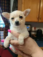 teddy sm-toy semi long-haired. , a male Chihuahua for sale in Kutztown, PA – Photo 5 of 10