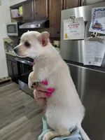  teddy t-cup, a male Chihuahua for sale in Kutztown, PA – Photo 6 of 6