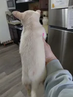  teddy t-cup, a male Chihuahua for sale in Kutztown, PA – Photo 3 of 6