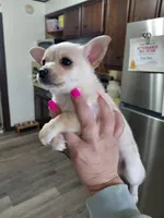  teddy t-cup, a male Chihuahua for sale in Kutztown, PA – Photo 5 of 6