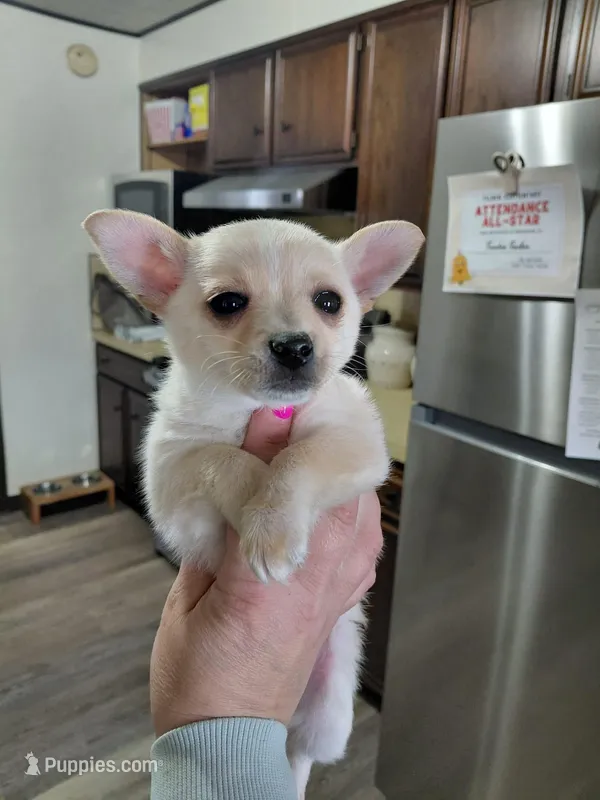  teddy t-cup – Chihuahua puppy for sale in Kutztown, PA
