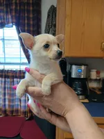  teddy sm-toy semi long-haired. , a male Chihuahua for sale in Kutztown, PA – Photo 10 of 10
