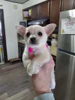  teddy t-cup, a male Chihuahua for sale in Kutztown, PA – Photo 4 of 6