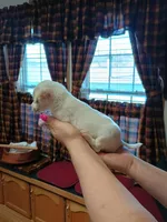  teddy sm-toy semi long-haired. , a male Chihuahua for sale in Kutztown, PA – Photo 2 of 10