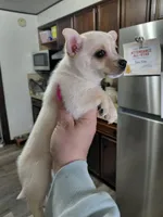  teddy t-cup, a male Chihuahua for sale in Kutztown, PA – Photo 2 of 6