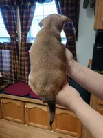 Xena, a female Rat Terrier and Chihuahua for sale in Kutztown, PA – Photo 4 of 9