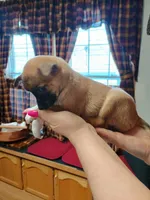 Xena, a female Rat Terrier and Chihuahua for sale in Kutztown, PA – Photo 5 of 9