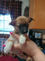 Xena, a female Rat Terrier and Chihuahua for sale in Kutztown, PA – Photo 2 of 9