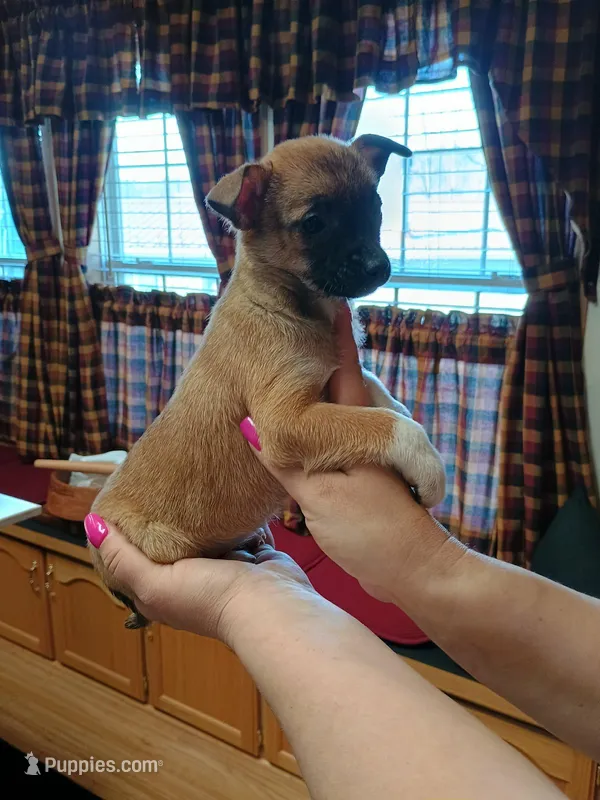 Xena – Rat Terrier, Chihuahua puppy for sale in Kutztown, PA