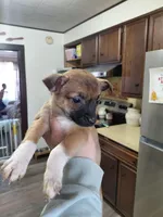 Xena, a female Rat Terrier and Chihuahua for sale in Kutztown, PA – Photo 8 of 9