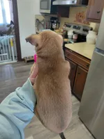 Xena, a female Rat Terrier and Chihuahua for sale in Kutztown, PA – Photo 7 of 9