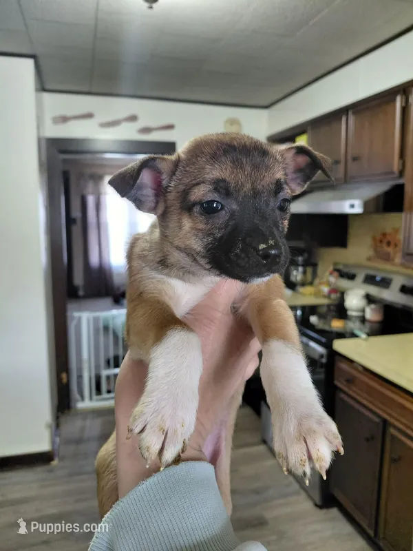 Xena – Rat Terrier, Chihuahua puppy for sale in Kutztown, PA