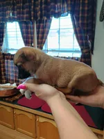 Xena, a female Rat Terrier and Chihuahua for sale in Kutztown, PA – Photo 3 of 9