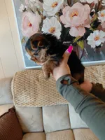 Mia t-cup , a female Yorkshire Terrier for sale in Fogelsville, PA – 3 of 6