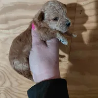 Tinker , a female Bichpoo for sale in Kutztown, PA – Photo 3 of 4