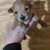 Tinker , a female Bichpoo for sale in Kutztown, PA – Photo 1 of 4