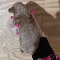 Tinker , a female Bichpoo for sale in Kutztown, PA – Photo 2 of 4