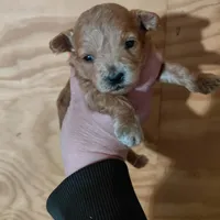 Tinker , a female Bichpoo for sale in Kutztown, PA – Photo 4 of 4