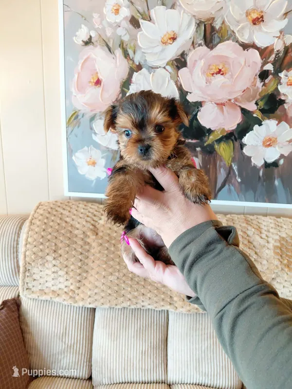 Mia t-cup  – Yorkshire Terrier puppy for sale in Fogelsville, PA