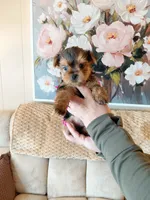 Mia t-cup , a female Yorkshire Terrier for sale in Fogelsville, PA – 1 of 6