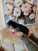 Mindy t-cup , a female Yorkshire Terrier for sale in Fogelsville, PA – 6 of 6