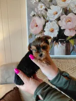Micky  t-cup , a male Yorkshire Terrier for sale in Fogelsville, PA – 3 of 7