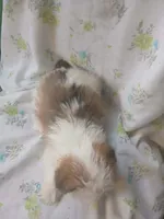 Stella, a female Shorkie for sale in Kutztown, PA – Photo 4 of 5