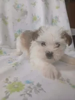 Stella, a female Shorkie for sale in Kutztown, PA – Photo 5 of 5