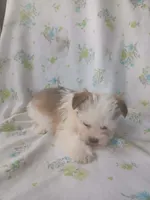 Stella, a female Shorkie for sale in Kutztown, PA – Photo 2 of 5