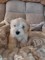 Pongo, a male Morkie for sale in Fogelsville, PA – 1 of 6
