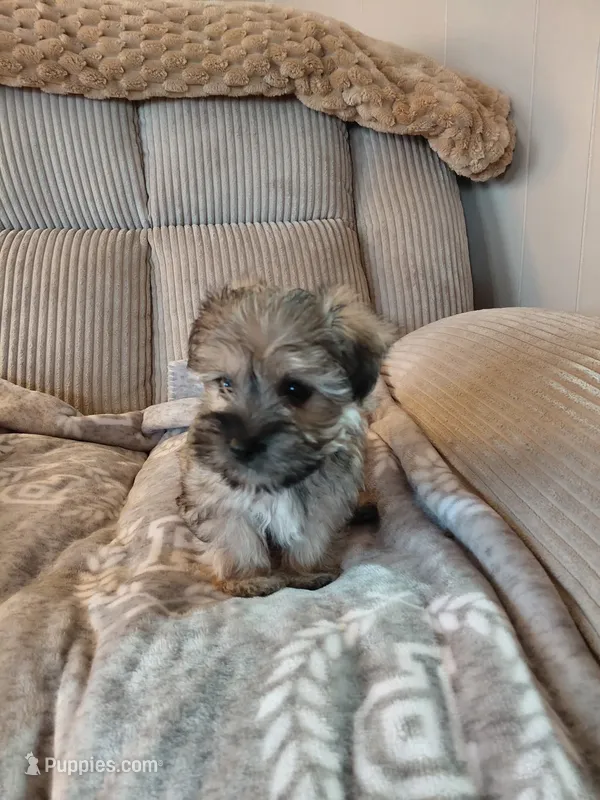 Princess – Morkie puppy for sale in Fogelsville, PA