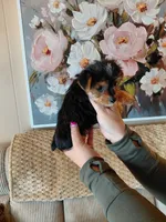 Sadie small toy , a female Yorkshire Terrier for sale in Fogelsville, PA – 3 of 6