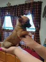 Buddy, a male Jack Russell Terrier and Chihuahua for sale in Fogelsville, PA – Photo 2 of 6