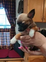 Buddy, a male Jack Russell Terrier and Chihuahua for sale in Fogelsville, PA – Photo 3 of 6